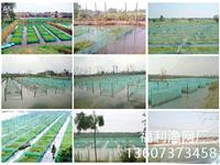 黄鳝泥鳅养殖网
